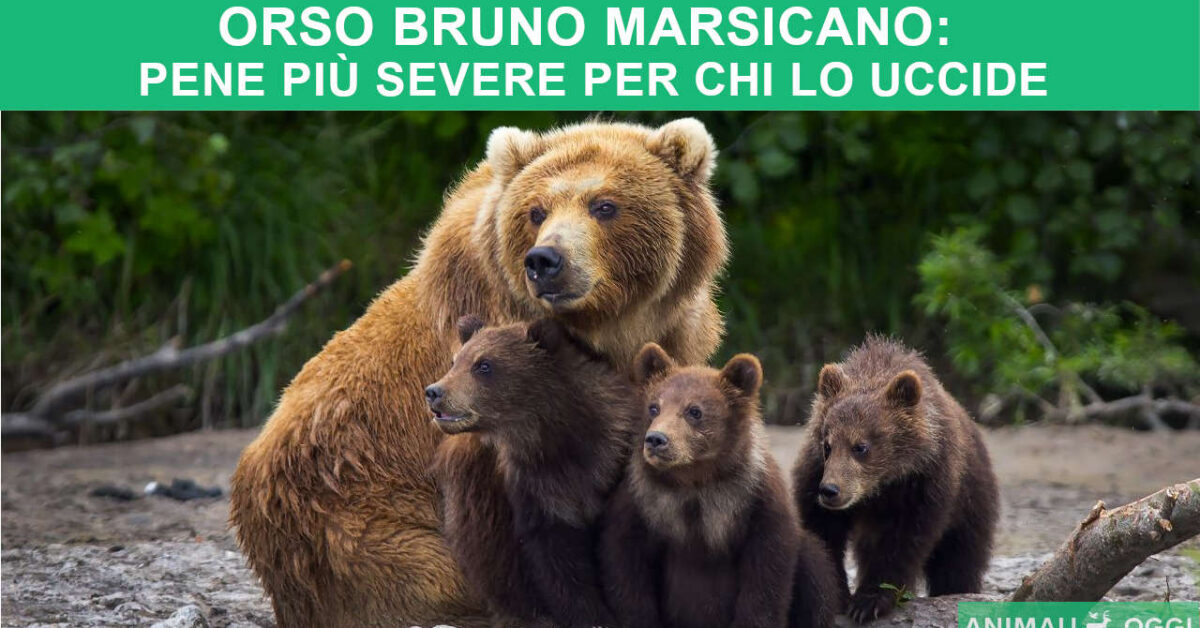 Orso Bruno Marsicano Pene Pi Severe Per Chi Lo Uccide