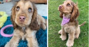 È considerato il cane con gli occhi più belli del mondo: ecco Winnie, il Cocker Spaniel star del web