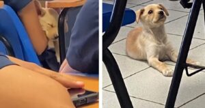 Studenti universitari salvano un cane e diventa il miglior compagno di classe (VIDEO)