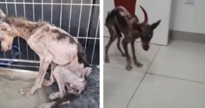 Per anni ha vissuto in una gabbia, il cane pelle e ossa non riesce a mangiare perché non ne ha le forze (VIDEO)