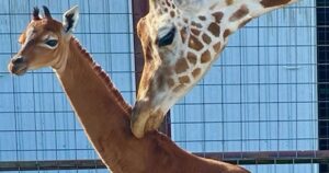 La piccola giraffa nata con la pelle marrone invece che con macchie sorprende tutti