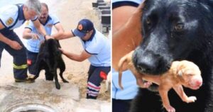 Mamma cagnolina eroina aiuta i vigili del fuoco per salvare i cuccioli intrappolati (VIDEO)