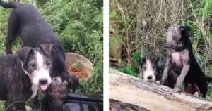 Cuccioli abbandonati in strada: una donna li salva e la loro vita cambia per sempre (VIDEO)