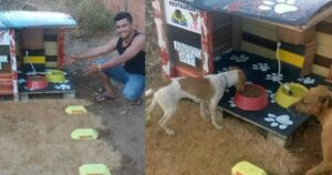 Fame Zero, l’esclusivo ristorante per cani randagi sempre aperto (VIDEO)