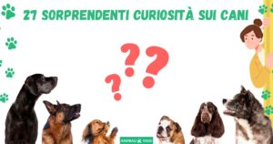 27 sorprendenti curiosità sui cani