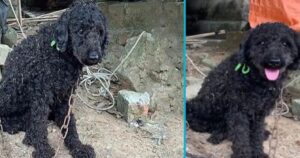 Dopo aver vissuto 10 anni in catene, questo cane vede conosce finalmente la libertà