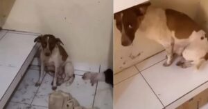 Allontanano la cagnolina randagia dai suoi cuccioli, ma lei non ha intenzione di lasciarli soli (VIDEO)