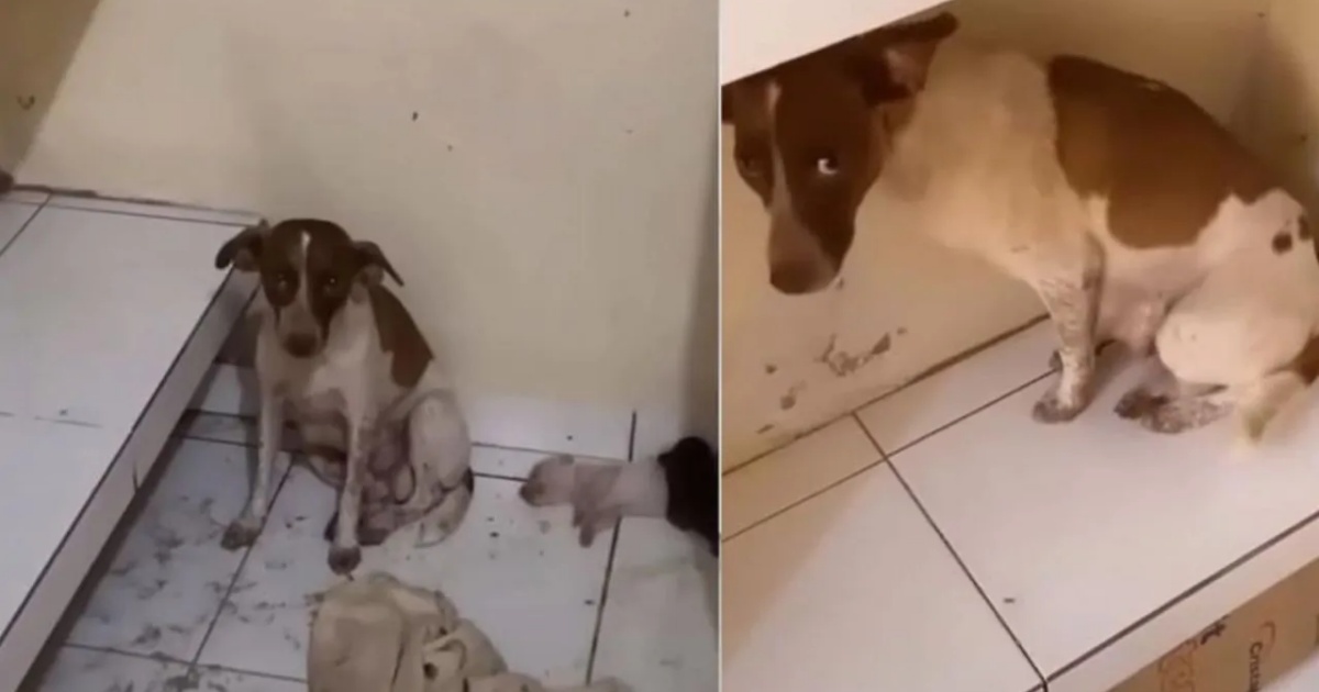 cuccioli e cagnolina