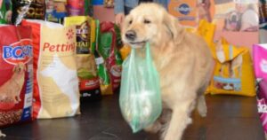 Buddy, il cagnolino che portava in bocca una borsa con dei soldi per pagarsi da mangiare (VIDEO)