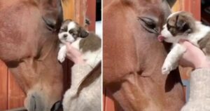 Cavallo vede il cucciolo per la prima volta e si innamora all’istante (VIDEO)