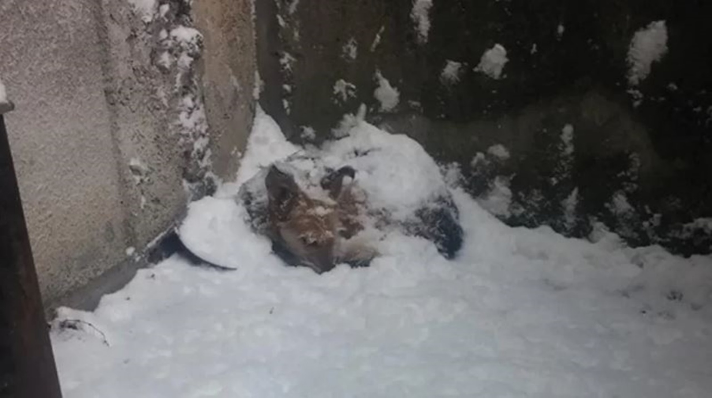 cagnolino al freddo