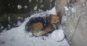 Cagnolino abbandonato sotto la neve combatte per sopravvivere (VIDEO)