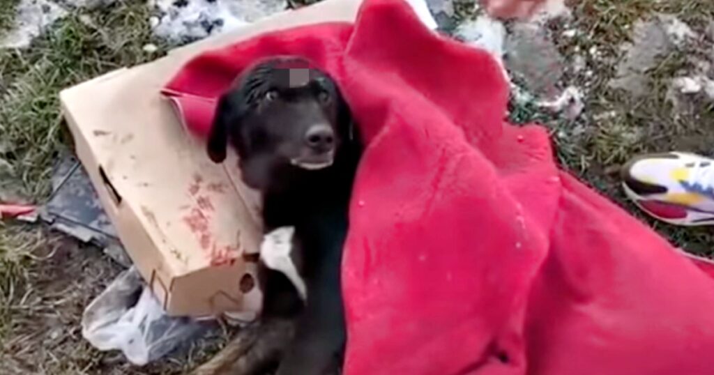 cagnolino abbandonato