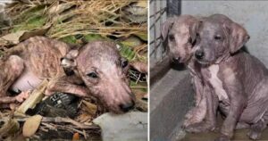 Cagnolina e il suo cucciolo sono stati abbandonati in una discarica: solo il piccolo è sopravvissuto ad atroci sofferenze