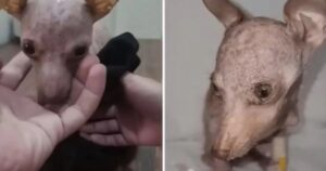 Era in condizioni pietose, non sembrava neanche essere una cagnolina (VIDEO)