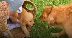 Golden Retriever accoglie un cucciolo in famiglia nel modo più dolce possibile (VIDEO)