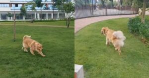 Golden Retriever cerca dei bambini con cui giocare al parco e commuove il web (VIDEO)