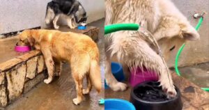 Golden Retriever diverte il web mostrando com’è andato il suo fine settimana (VIDEO)