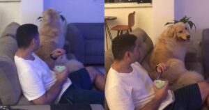 Golden Retriever non ottiene il gelato dal suo proprietario e decide di protestare (VIDEO)