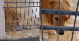 Coppia nota un Golden Retriever triste dentro un cancello ma poi scopre l’esilarante motivo (VIDEO)