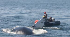 I soccorritori liberano la balena intrappolata nella rete da pesca