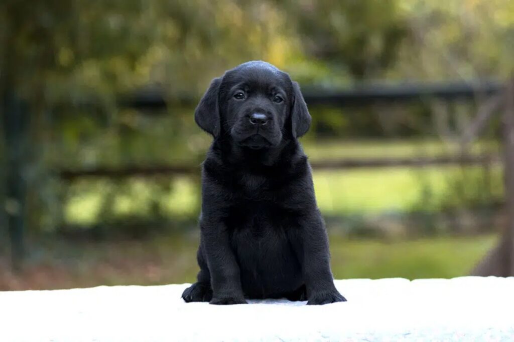 cucciolo labrador