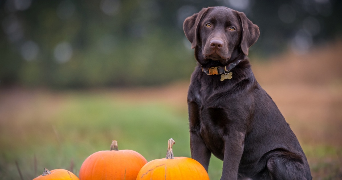 labrador