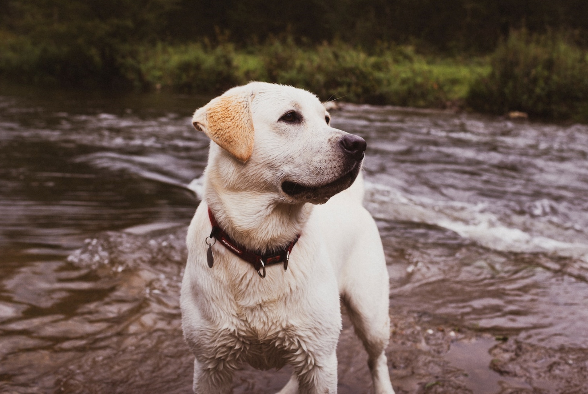 labrador in acqua