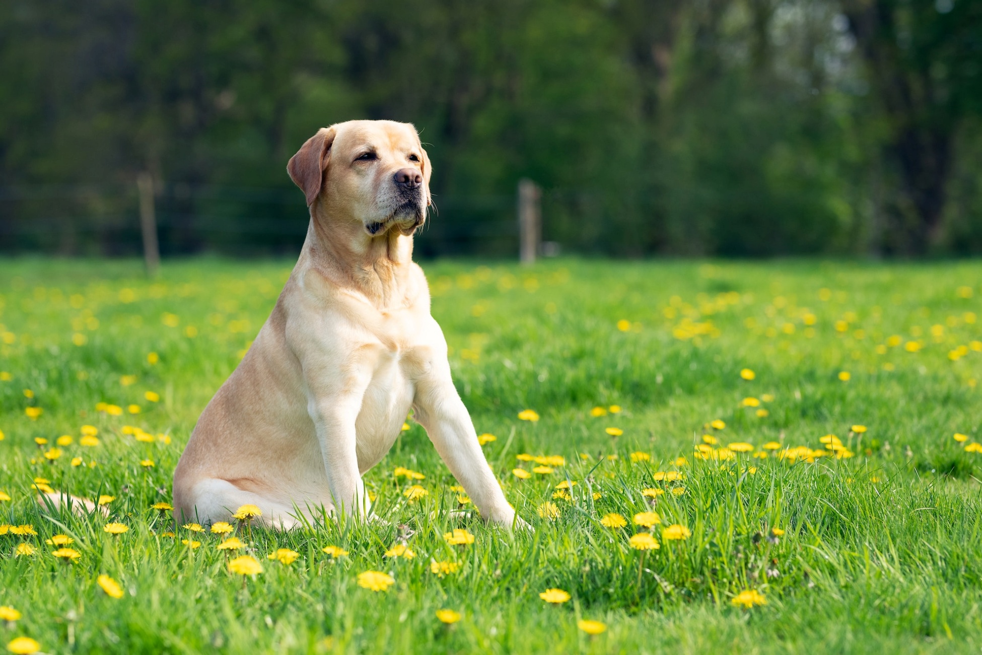 labrador retriever sul prato