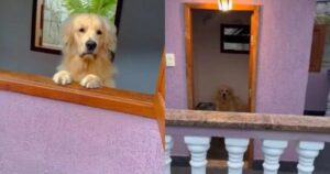 Leopoldo, il Golden Retriever “Milionario” mostra la sua casa ai suoi followers (VIDEO)