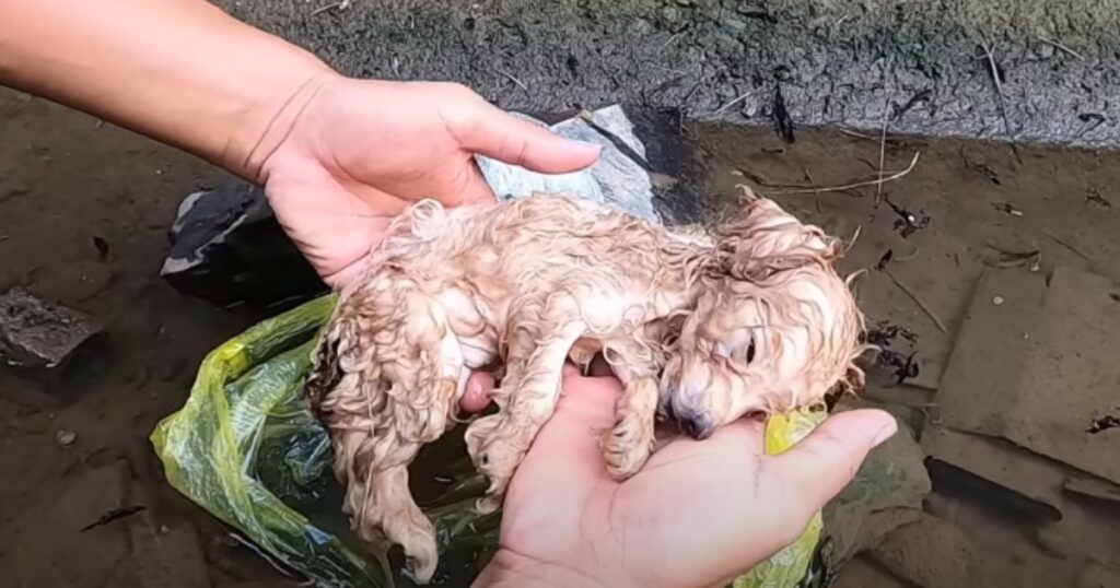 cagnolino bagnato