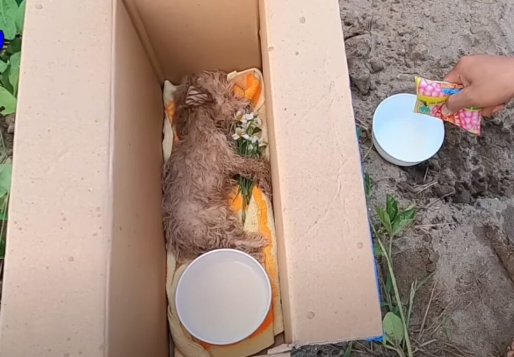 cagnolino in una scatola