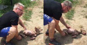 Cagnolino pianse di dolore quando il suo angelo provò a salvarlo dopo mesi vissuti per strada (VIDEO)