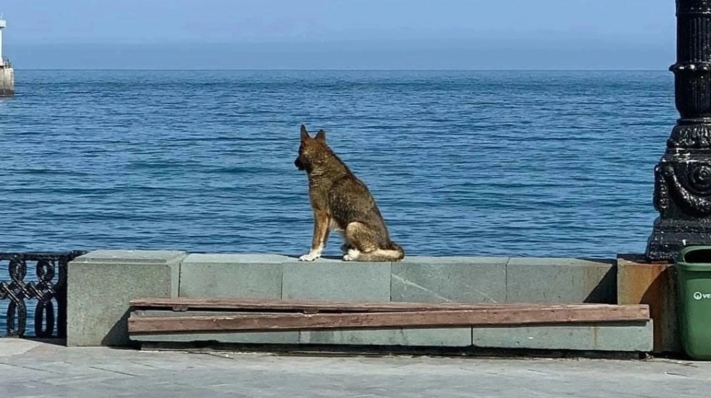 cagnolone al mare