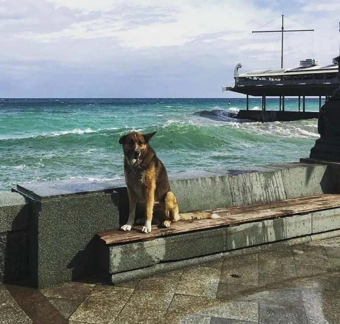 cane in spiaggia