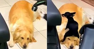 Pinscher mette alla prova la pazienza del Golden Retriever e il filmato diventa virale (VIDEO)