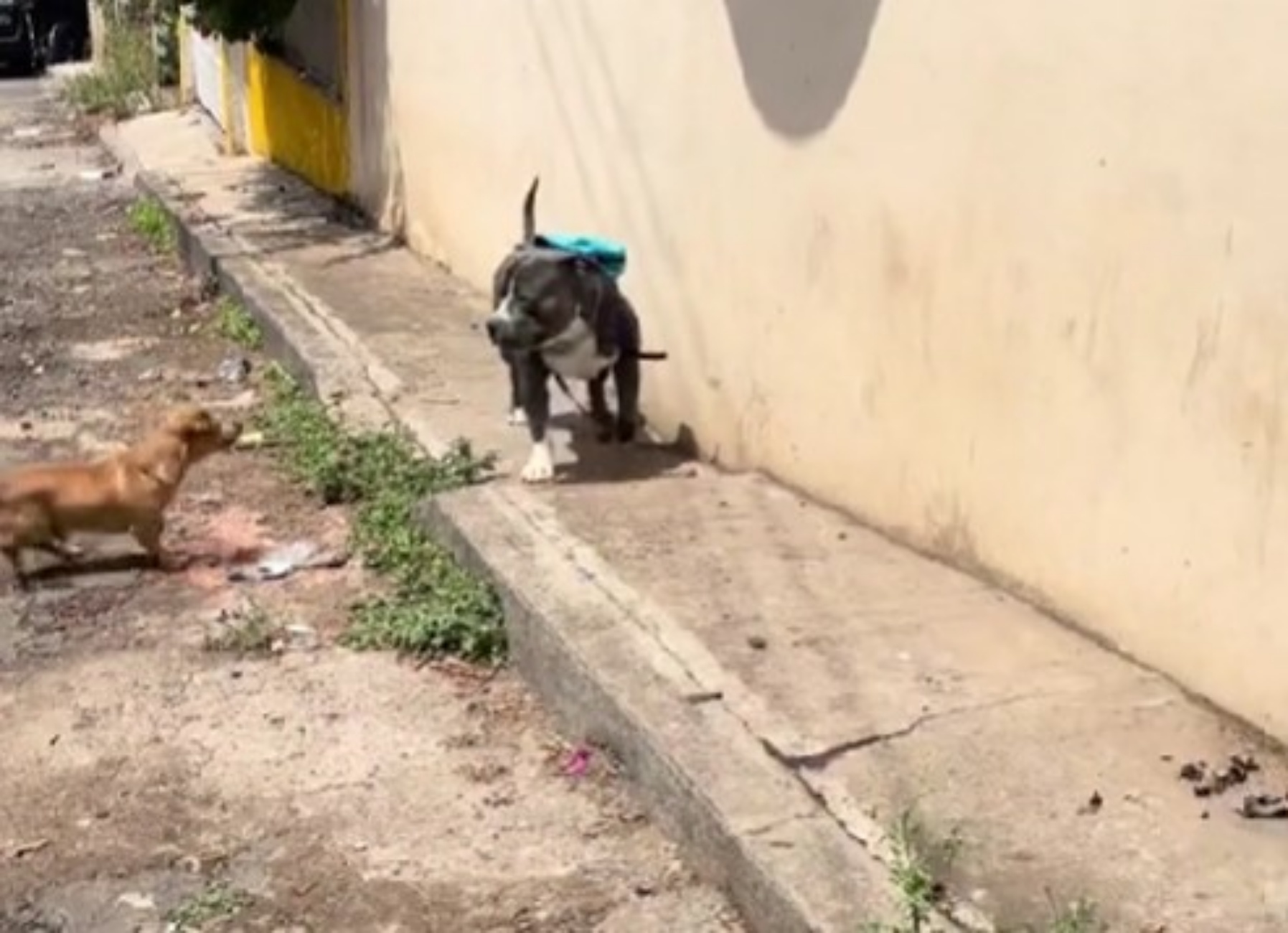 pitbull e cagnolino