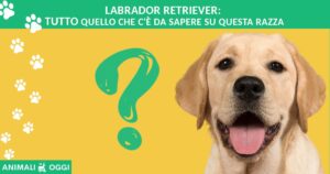 Labrador Retriever: tutto quello che c’è da sapere su questa razza meravigliosa