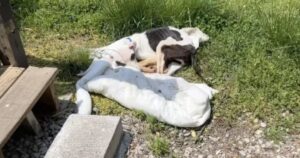 Malridotto e legato alla fermata dell’autobus, ecco come è stato trovato questo cagnolino