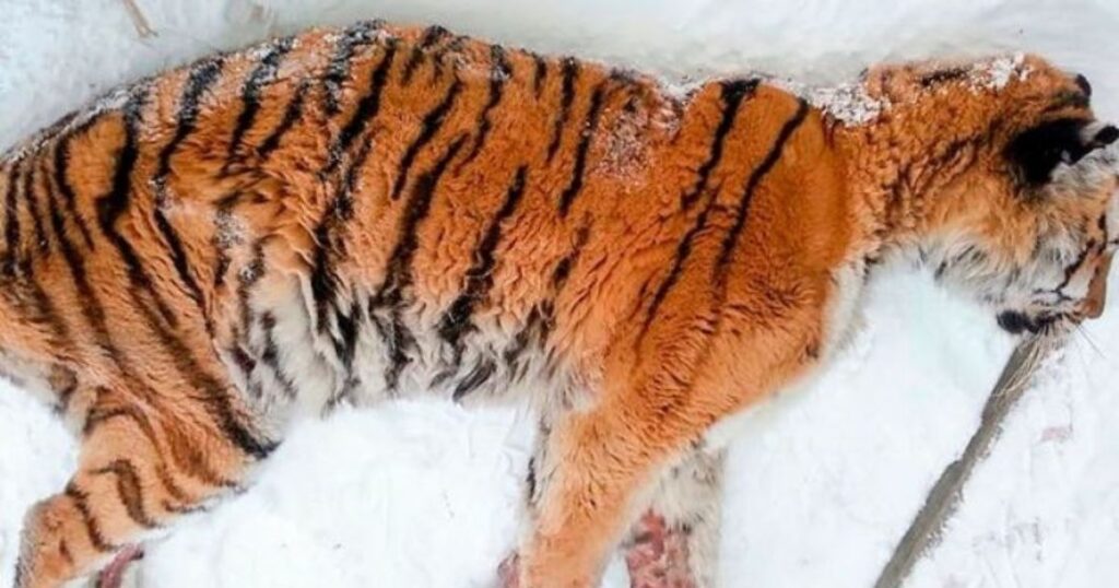 Tigre sdraiata sulla neve