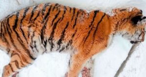 Un dolore insopportabile spinge una tigre affamata a lasciare il suo habitat chiedendo aiuto umano (VIDEO)