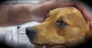 Veterinario racconta cosa provano i cani nei loro ultimi istanti di vita