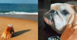 Portano la cagnolina invalida un’ultima volta a mare, è il suo posto preferito (VIDEO)