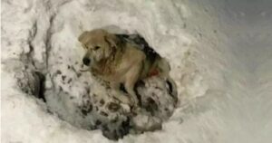 Cagnolina bloccata in una buca di neve stava per morire dopo aver ricevuto un brutto colpo (VIDEO)