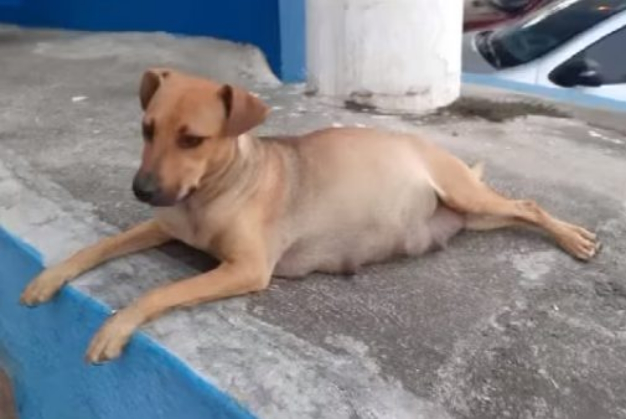 cagnolina randagia chiede aiuto al veterinario