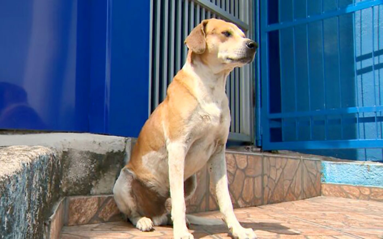 cagnolina randagia chiede aiuto 