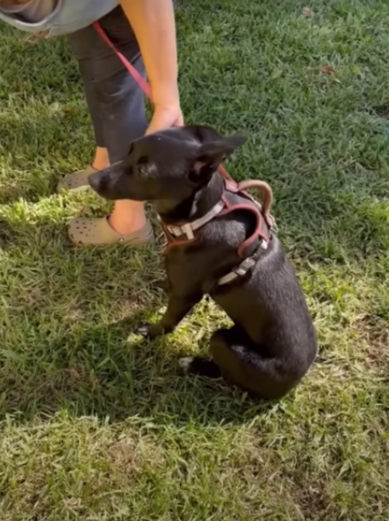 cagnolina spaventata non riusciva a smettere di tremare