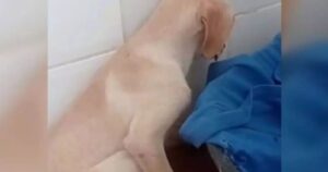 Un video mostra le ripercussioni dei maltrattamenti su due cagnolini abbandonati (VIDEO)