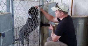 Questo cagnolino cerca di tenere per mano i visitatori che passano dal rifugio per essere adottato (VIDEO)