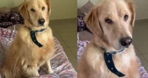 Senza il suo umano preferito il Golden Retriever si prende gioco del suo nuovo proprietario (VIDEO)